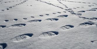 Snowshoe trail on the Bussalp