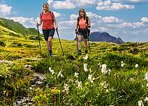 The diverse flora such as gentian, silver thistles, mountain anemones, silver thistles is explained on a nature education trail. (bei Klick vergrösserte Ansicht Bild)