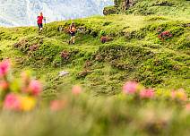 A sea of alpine roses glows purple-red on the lush, green pastures. (bei Klick vergrösserte Ansicht Bild)