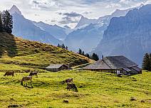 Grazing cows on flowery mountain pastures around the impressive Holzmattenläger. (bei Klick vergrösserte Ansicht Bild)