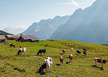 Cows graze in the lush pasture grass on Scheidegg Oberläger. A Swiss flag flutters in the wind. (bei Klick vergrösserte Ansicht Bild)
