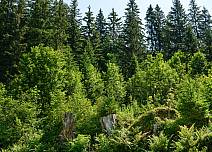 A short section of forest offers shade on the leisurely ascent. (bei Klick vergrösserte Ansicht Bild)