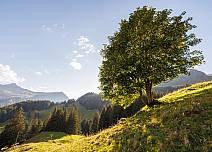 Durch die raschelnden Blätter eines Bergahorns blinzelt die Sonne an diesem heissen Endsommertag. (bei Klick vergrösserte Ansicht Bild)