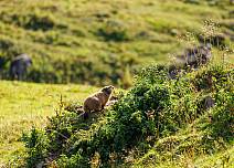 In der Nähe der Warnpfiff eines Murmeltiers. Seinen Kollegen vor dem Bau, nur ein paar Meter entfernt, scheint dies kaum zu kümmern. (bei Klick vergrösserte Ansicht Bild)